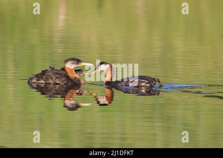 Red-necked Grebe family with chick being fed by a parent and carried on the other parent's back on pond in the Canadian prairies. Podiceps grisegena. Stock Photo