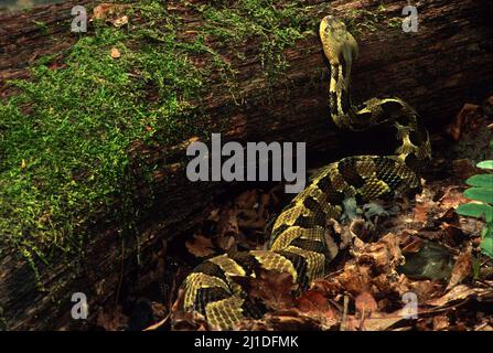 Timber Rattlesnake in hunting posture, watching for prey along fallen log on forest floor. Crotalus horridus Stock Photo