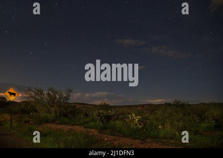 Cattle crossing warning road sign under clear night sky with stars over the Sonoran Desert near Tucson, Arizona Stock Photo