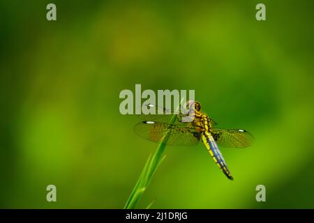 Most beautiful  dragonfly sitting on green leaf. blue tailed yellow skimmer ( palpopleura sexmaclata) Stock Photo