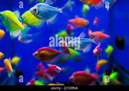 assortment of Ternetia Glofish in blue aquarium Stock Photo