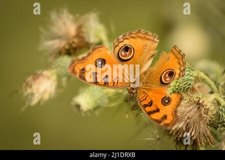 Close up of peacock pansy butterfly Junonia almana Stock Photo