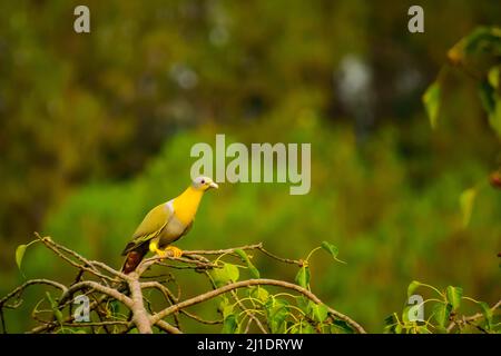 The yellow-footed green pigeon sitting on tree branch Stock Photo