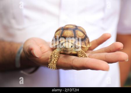 Surbaya, Indonesia - March 24, 2022: Sulcata tortoise (African spur turtle) Stock Photo