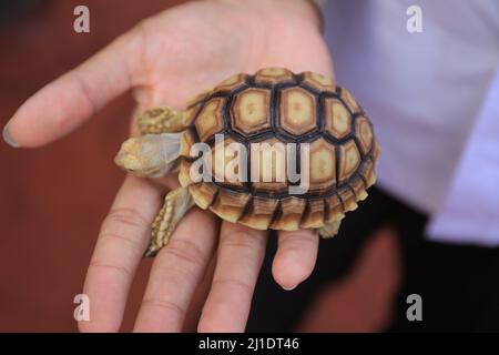 Surbaya, Indonesia - March 24, 2022: Sulcata tortoise (African spur turtle) Stock Photo