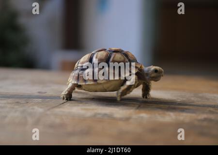 Surbaya, Indonesia - March 24, 2022: Sulcata tortoise (African spur turtle) Stock Photo