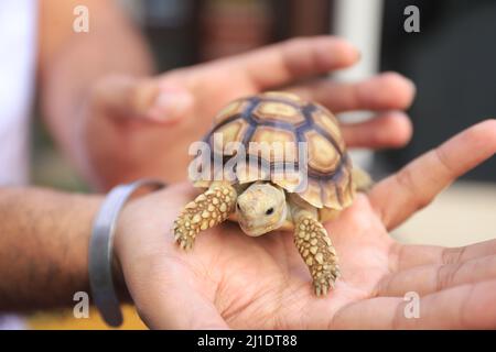 Surbaya, Indonesia - March 24, 2022: Sulcata tortoise (African spur turtle) Stock Photo