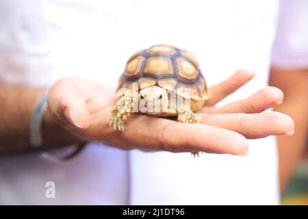 Surbaya, Indonesia - March 24, 2022: Sulcata tortoise (African spur turtle) Stock Photo