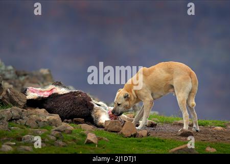 Kangal Dog, originated in Balkan as a mountain livestock guardian dog. Big dog with carcass of sheep, bloody skeleton with fur.  Rocky mountain, natur Stock Photo