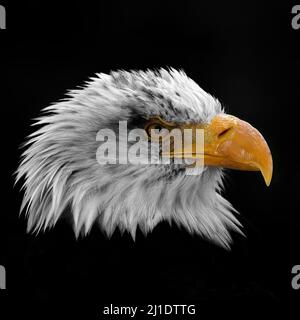 bald eagle head in profile close up Stock Photo