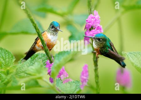 Wildlife flower nature, two bird in pink bloom.  Hummingbird violet-tailed sylph, Aglaiocercus coelestic, females in the nature habitat, Mindo in Ecua Stock Photo