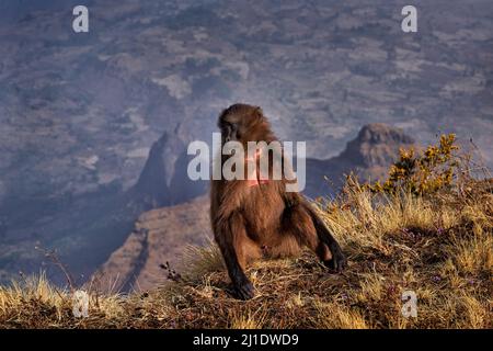 Mountain monkey. Gelada Baboon with open mouth with teeth. CLose-up wide portrait Simien mountains NP, gelada monkey, Ethiopia. Cute animal from Afric Stock Photo