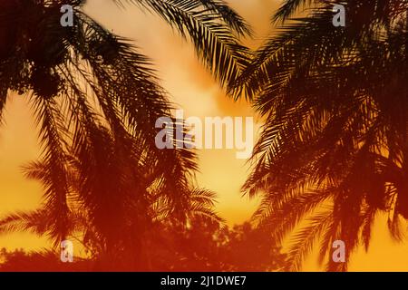 Silhouette of palm trees at sunset, sunrise. The sun is low. Orange light of the sky. Summer beach and travel background. Blurred backdrop. Copy space Stock Photo