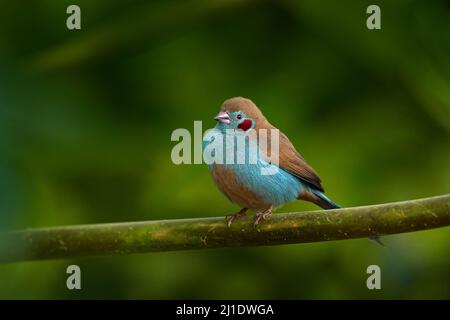 Red-cheeked Cordon-blue, Uraeginthus bengalus, red face blue brown bird in sitting on the baranch in green forest vegetation, Lake Awassa in Ethiopia. Stock Photo