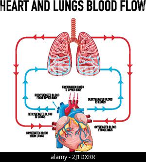 heart blood flow diagram with lungs