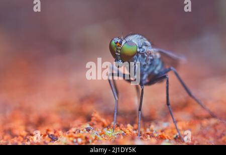 Adult Long-legged Fly of the Family Dolichopodidae Stock Photo