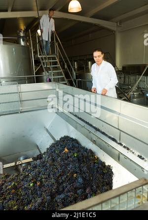 Female winemaker controlling crushing of grapes Stock Photo