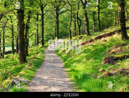 The Watkin Path through ancient oak woodland in Nantgwynant Valley, Snowdonia National Park Gwynedd North Wales UK, Late Spring. Stock Photo