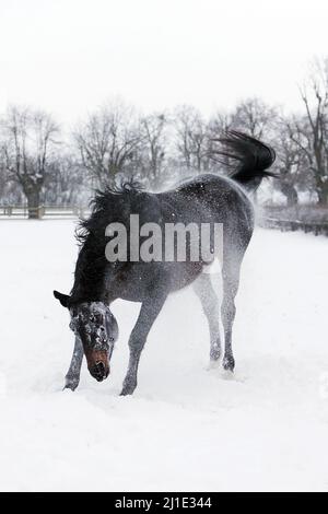 Horse, with coat on, rolling in the snow. Yorkshire, UK Stock Photo - Alamy