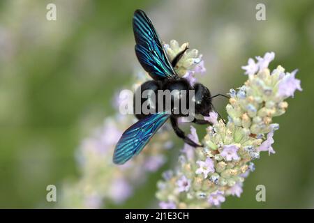 25.07.2021, Italy, Viterbo, Bolsena - blue wood bee collecting necktar from a lavender flower. 00S210725D189CAROEX.JPG [MODEL RELEASE: NO, PROPERTY RE Stock Photo