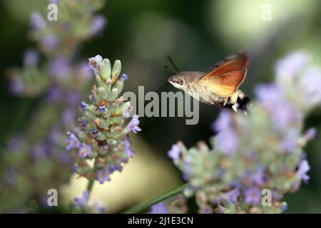 25.07.2021, Italy, Viterbo, Bolsena - Pigeon tails sucking nectar from a lavender flower. 00S210725D191CAROEX.JPG [MODEL RELEASE: NO, PROPERTY RELEASE Stock Photo
