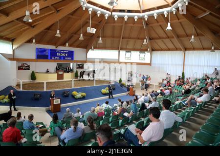 03.09.2021, Germany, Baden-Wuerttemberg, Iffezheim - View into the only moderately occupied auction hall during the corona pandemic. 00S210903D375CARO Stock Photo