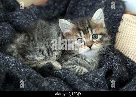 17.09.2021, Germany, Brandenburg, Bernau - Cat baby (Siberian cat) lies on a blanket. 00S210917D394CAROEX.JPG [MODEL RELEASE: NO, PROPERTY RELEASE: NO Stock Photo