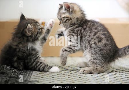 17.09.2021, Germany, Brandenburg, Bernau - Cat babies are wrestling with each other. 00S210917D400CAROEX.JPG [MODEL RELEASE: NO, PROPERTY RELEASE: NO Stock Photo
