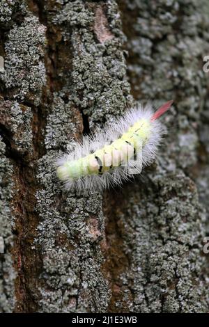 10.10.2021, Germany, Lower Saxony, Hannover - caterpillar of the beech tree. 00S211010D428CAROEX.JPG [MODEL RELEASE: NO, PROPERTY RELEASE: NO (c) caro Stock Photo