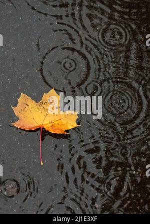 04.11.2021, Germany, , Berlin - Autumnal decayed maple leaf lies on asphalt in a puddle. 00S211104D760CAROEX.JPG [MODEL RELEASE: NO, PROPERTY RELEASE: Stock Photo