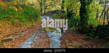 Gwydyr Forest, Wet leaf strewn narrow lane in autumn byt Tynllwyn viewpoint Betwys Y Coed Snowdonia National Park Gwynedd North Wales UK, Late Spring. Stock Photo