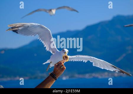 02.09.2021, Greece, Eastern Macedonia and Thrace, Limenas - Seagulls accompany the ferry Thassos Sea Lines to Limenas, are fed by tourists. The capita Stock Photo