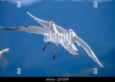 02.09.2021, Greece, Eastern Macedonia and Thrace, Limenas - Seagulls accompany the ferry Thassos Sea Lines to Limenas. The capital of the island Thass Stock Photo