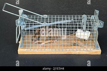 11.01.2022, Germany, North Rhine-Westphalia, - Mouse caught alive with bacon in the mousetrap. 00X220111D001CAROEX.JPG [MODEL RELEASE: NO, PROPERTY RE Stock Photo