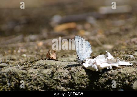 Gorgeous white butterfly on ground. Acytolepis puspa, the common hedge blue, is a small butterfly found in Cambodia Stock Photo