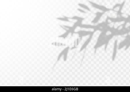 Effect Template for social media backgrounds, product presentations, photo shots.Soft shadow form window and plants, light overlay effect. Scenes of n Stock Vector
