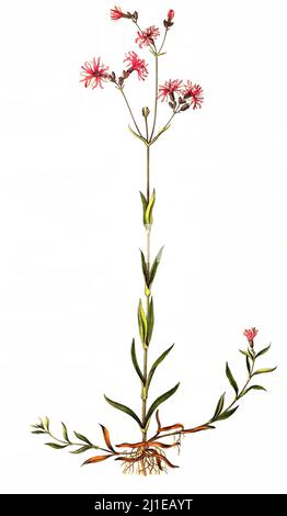 Kuckucks-Lichtnelke, Silene flos-cuculi, Lychnis flos-cuculi, eine Pflanzenart in der Familie der Nelkengewächse (Caryophyllaceae)  /  Silene flos-cuculi, Lychnis flos-cuculi, commonly called ragged-robin, is a perennial herbaceous plant in the family Caryophyllaceae Stock Photo