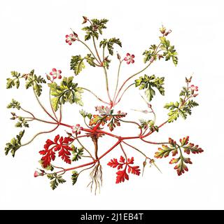 Ruprechtskraut, Geranium robertianum, auch Stinkender Storchschnabel oder Stinkstorchschnabel  /  Geranium robertianum, commonly known as herb-Robert, or Roberts geranium Stock Photo