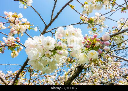 Close up view of white cherry blossom seen against a blue sky in springtime in The UK. Stock Photo