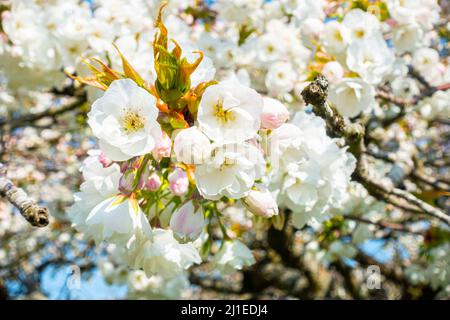 Close up view of white cherry blossom seen against a blue sky in springtime in The UK. Stock Photo