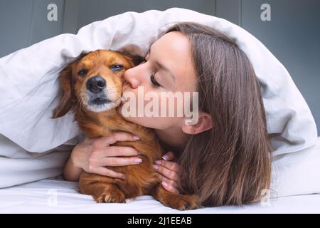 Beautiful woman kissing her funny dachshund dog under the white blanket in the bed. Dog and owner together. Love for dogs Stock Photo