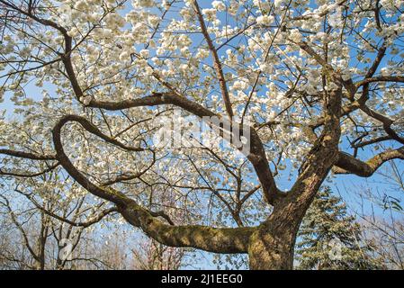 Japanese cherry tree (Prunus serrulata) blooming in park showing white flowers flowering in early spring. Native to Japan, China, Korea and Russia Stock Photo