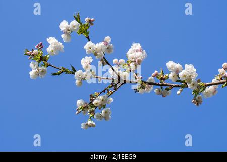 Japanese cherry tree (Prunus serrulata) blooming in park showing white flowers flowering in early spring. Native to Japan, China, Korea and Russia Stock Photo