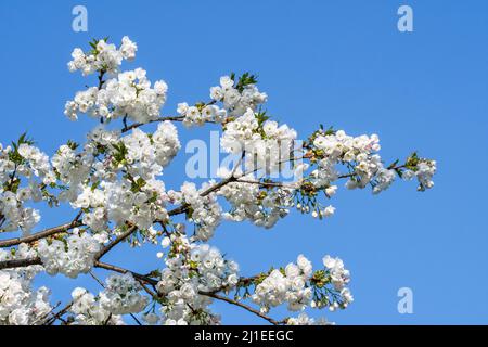 Japanese cherry tree (Prunus serrulata) blooming in park showing white flowers flowering in early spring. Native to Japan, China, Korea and Russia Stock Photo