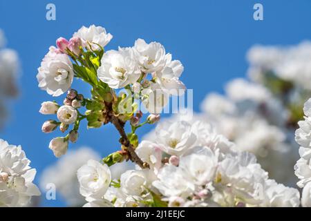 Japanese cherry tree (Prunus serrulata) blooming in park showing white flowers flowering in early spring. Native to Japan, China, Korea and Russia Stock Photo