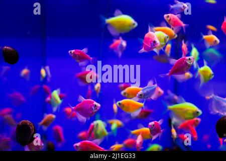 assortment of Ternetia Glofish in blue aquarium Stock Photo