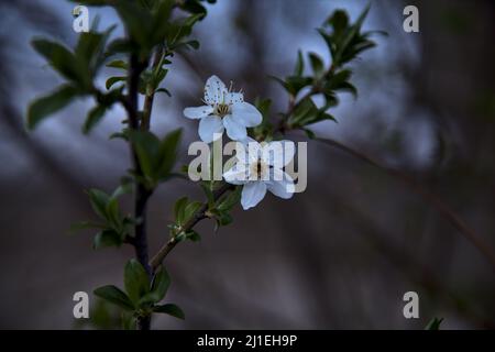 Plum tree blossoms on a branch at dusk seen up close Stock Photo