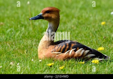 Closeup Fulvous Whistling Duck or fulvous tree duck (Dendrocygna bicolor) lying on grass and seen from profile Stock Photo