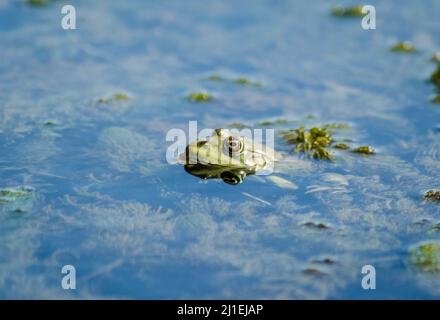 A green frog in swamp water in its natural environment. Stock Photo