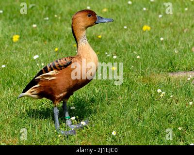 Fulvous Whistling Duck or fulvous tree ducks (Dendrocygna bicolor) standing on grass and seen from profile Stock Photo